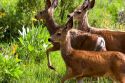 Mule deer in Idaho.