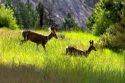 Mule deer in Idaho.