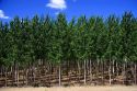 Cottonwood/poplar tree farm near Boardman, Oregon.