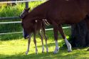 Mare and foal near Zurich, Switzerland.