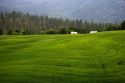 Unripe wheat field near Colville, Washington.