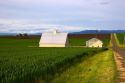 Farm on the Camas Prairie of Idaho near Grangeville.