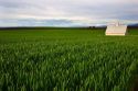 Farm on the Camas Prairie of Idaho near Grangeville.