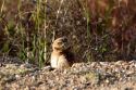 Burrowing owls peaking out of there homes in the ground in Idaho.