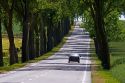 Tree lined highway near Luneville, France.