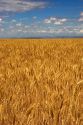 Wheat field in Elmore County, Idaho.