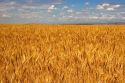 Wheat field in Elmore County, Idaho.