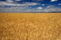 Wheat field in Elmore County, Idaho.