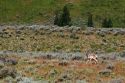 Pronghorn antelope in Teton national park, Wyoming.