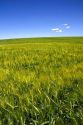 Barley field near Idaho Falls, Idaho.