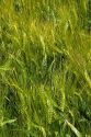 Barley field near Idaho Falls, Idaho.