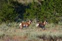 Pronghorn antelope in the Sawtooth National Forest of Idaho.