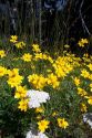 Wildflowers in Olympic National Park.