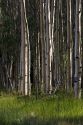 A grove of aspen trees in the Flaming Gorge National Recreation Area, Utah.