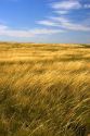 Prairrie grass near Pine Bluff, Nebraska.
