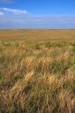 Grassland prairie east of Sidney, Nebraska.