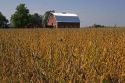 Red barn and soy bean crop in Ladd, Illinois.