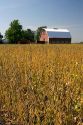 Red barn and soy bean crop at Ladd, Illinois.