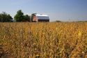 Red barn and soy bean crop at Ladd, Illinois.