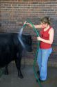 A teenage girl washes her cow at the Iowa state fair in Des Moines.