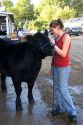 A teenage girl washes her cow at the Iowa state fair in Des Moines.