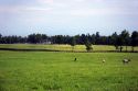 Bluegrass field with horses near Lexington, Kentucky.