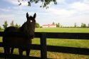 Thoroughbred horse on a farm near Lexington, Kentucky.