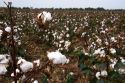 Cotton growing at New Madrid, Missouri.