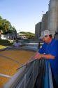 A worker sampling corn for moisture content at Glasgow, Missouri.