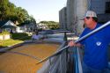 A worker sampling corn for moisture content at Glasgow, Missouri.