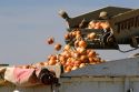 Onion harvest in Canyon County, Idaho.