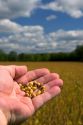A hand holding soy beans in Kansas.