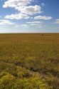 Kansas prairie along highway 77 south of Cottonwood.