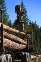 Logging operation in the Boise National Forest, Idaho, loading logs onto truck.