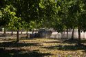 A windrow machine sweeps fallen walnuts into rows at harvest time in Glenn, California.