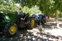 Machinery gathering windrowed walnuts at harvest time in Glenn, California.