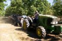 Machinery gathering windrowed walnuts at harvest time in Glenn, California.