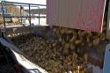A truck dumping harvested sugar beets in Mountain Home, Idaho.