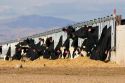 Dairy cows at a feedlot in Mountain Home, Idaho.