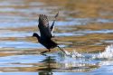 A coot running on the water in Idaho.