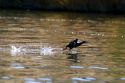 A coot running on the water in Idaho.