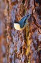 A Mountain Chickadee stands upside down on a tree near Lake Tahoe, California.