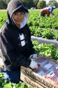 Workers harvesting strawberries near Plant City, Florida.
