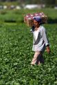 Workers harvesting strawberries near Plant City, Florida.