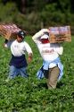 Workers harvesting strawberries near Plant City, Florida.