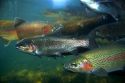 Rainbow trout underwater at the nature center in Boise, Idaho.