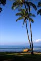 Girl walking with surfboard on the island of Maui, Hawaii.