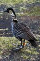 A banded nene goose on the island of Maui, Hawaii.