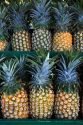 A display of pineapples on the island of Maui, Hawaii.