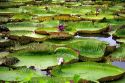 Vitoria Regis, giant water lilies in the Amazon jungle near Manaus, Brazil.